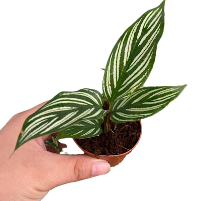 2" Calathea Vittata